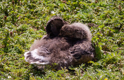 View of sheep relaxing on grass