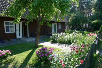 Flowering plants against trees