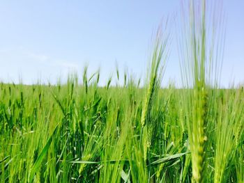 Close-up of wheat field against clear sky