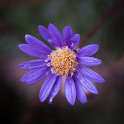 Close-up of purple flower