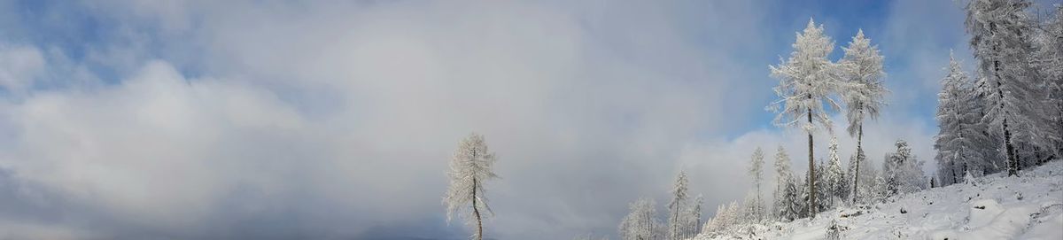 Panoramic shot of snow covered plants against sky