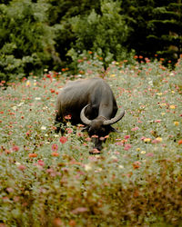 Buffalo standing on field