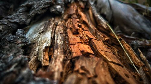 Close-up of tree trunk