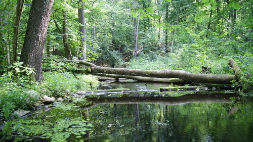 Scenic view of trees in forest