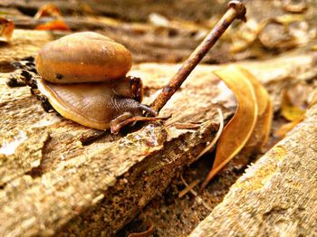 Close-up of snail