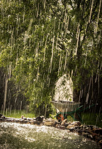 Scenic view of forest