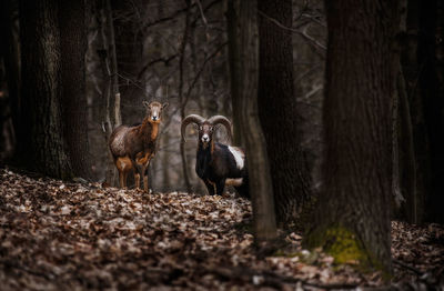 Horses in forest at night