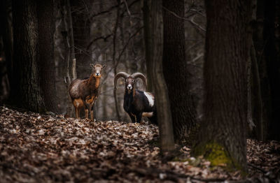 Moufflons in forest