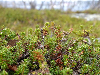 Close-up of flowering plants on field