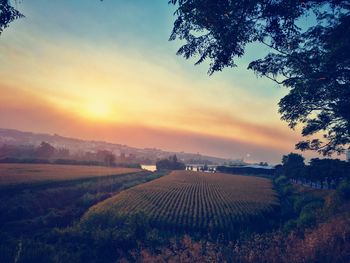 Agricultural field against sky during sunset