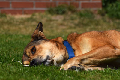 View of a dog relaxing on field