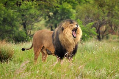 Close-up of lion roaring while standing on grass field