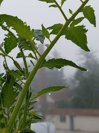 Close-up of plant against sky