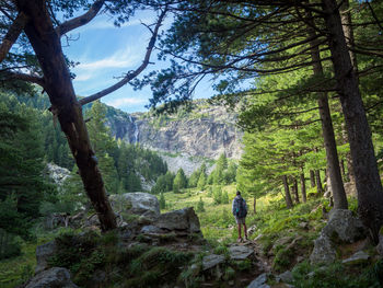 Rear view of man amidst trees in forest