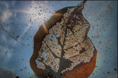 Close-up of wet glass window