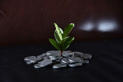 Close-up of plant on table