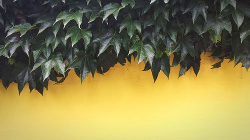 Close-up of leaves