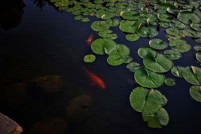 High angle view of water lily leaves floating on lake