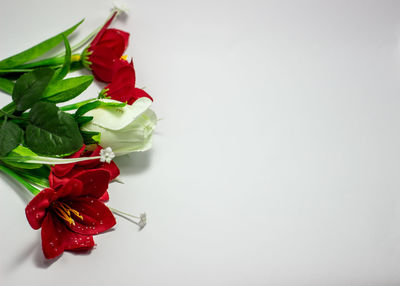 Close-up of red rose against white background