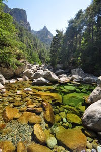 Scenic view of river by trees against sky