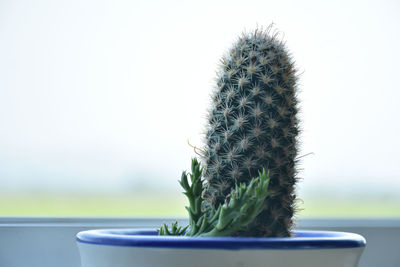 Close-up of potted cactus plant on table