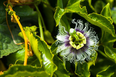 Close-up of flowering plant