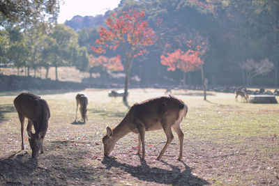 Group of doe grazing on field