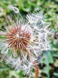 Close-up of dandelion on field