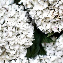 Close-up of white flowers