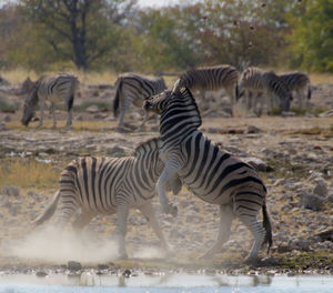 Zebras fighting in a field