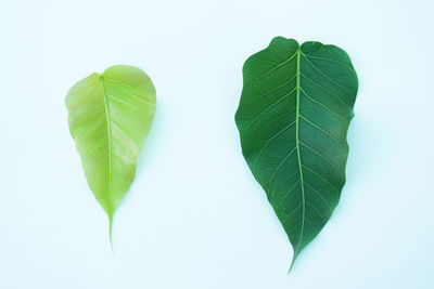 Close-up of green leaves against white background