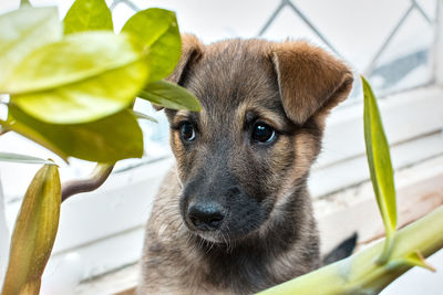 A cute pet puppy is standing on the windowsill.