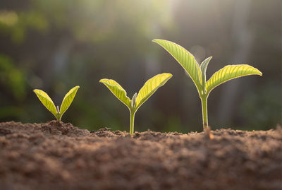 Close-up of plant growing on field