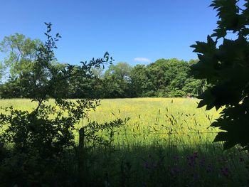 Scenic view of field against sky