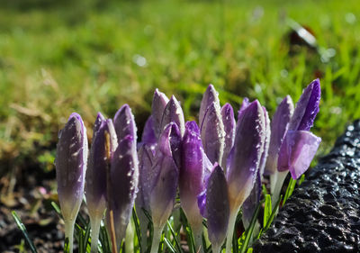 Close-up of purple crocus flowers on field