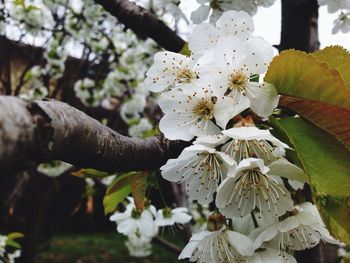 Close-up of white flowers