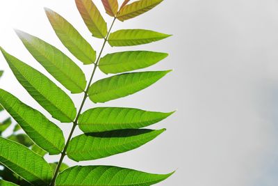 Close-up of leaves against white background