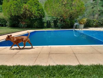 View of dog on swimming pool
