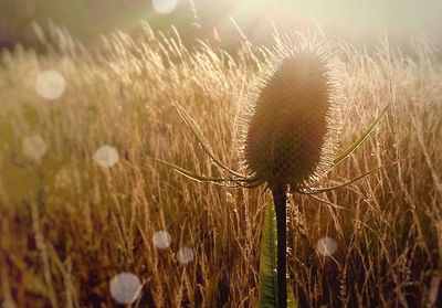 Close-up of thistle on field