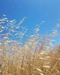 Low angle view of plants against clear blue sky