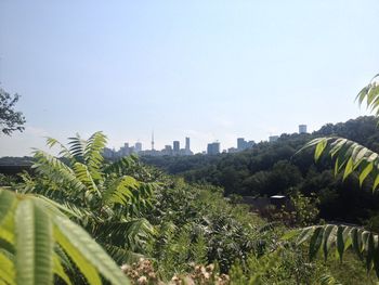 Trees and cityscape against clear sky