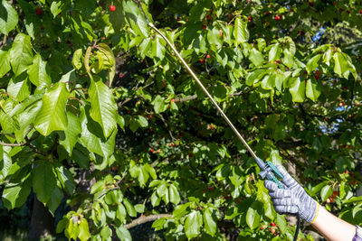 Midsection of person holding plant growing in farm