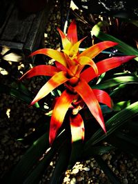 Close-up of red flower