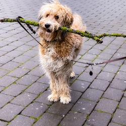 Dog on footpath