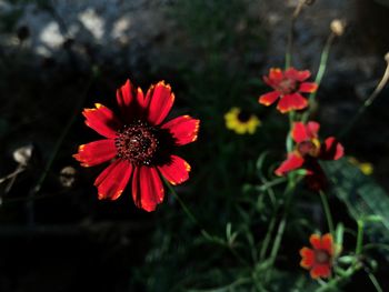 Close-up of red flowering plants