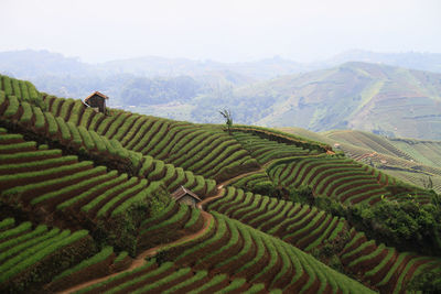 Scenic view of agricultural field