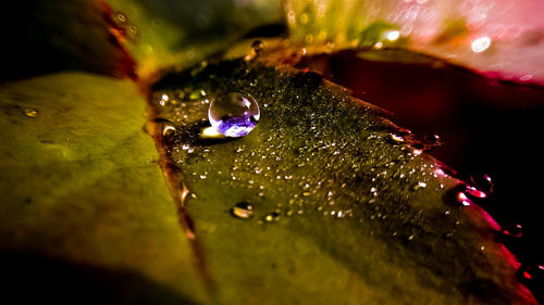 Close-up of water drops on leaf