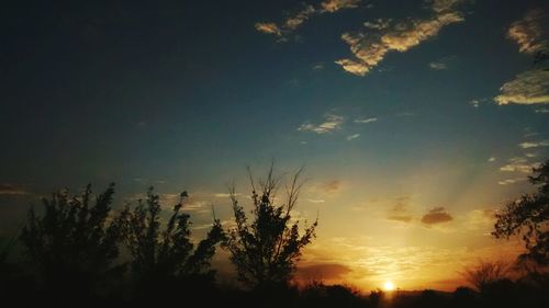 Silhouette of trees at sunset