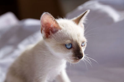 Close-up of cat looking away