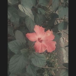 Close-up of hibiscus blooming outdoors